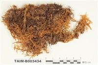 藏品(灰苔科)的圖片